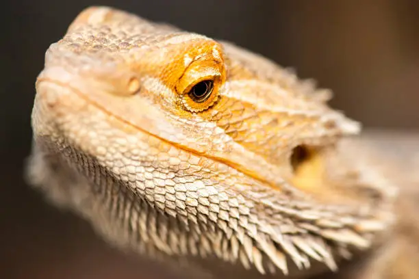 Pogonas are a genus of reptiles containing eight lizard species which are often known by the common name bearded dragons. The name "bearded dragon" refers to the "beard" of the dragon, the underside of the throat.