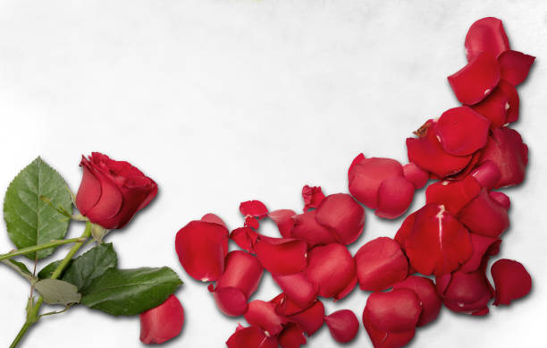 istock Red rose and rose petals on the floor 1199610630
