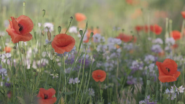 istock Red poppy in the spring meadow 1199613370