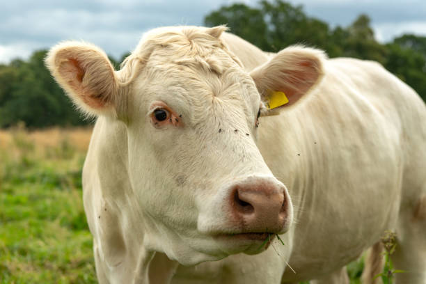 istock Close up of a white cow looking into the camera 1199614426