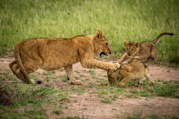 istock Lion cub watches two others play fighting 1199615554