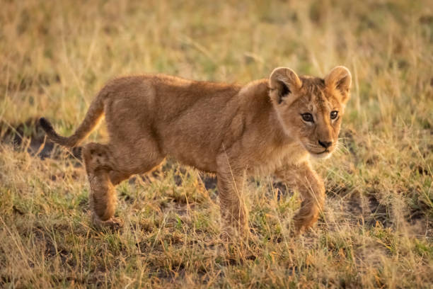 istock Lion cub walks through grass turning head 1199615588