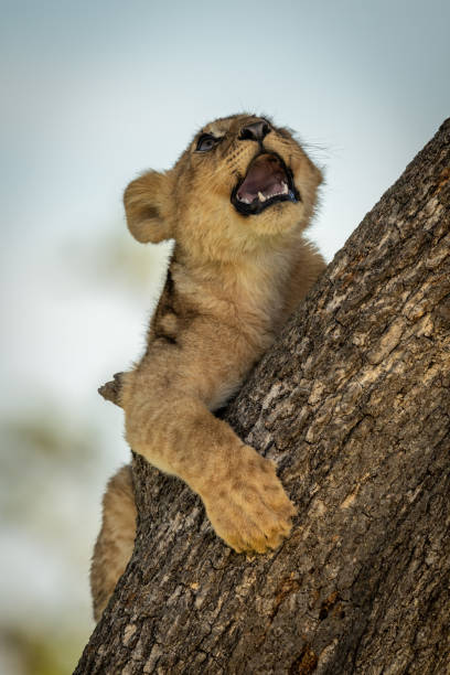 istock Lion cub with mouth open on tree 1199615618