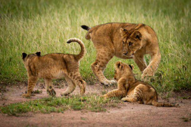 istock Lion cub watches siblings circle each other 1199615678