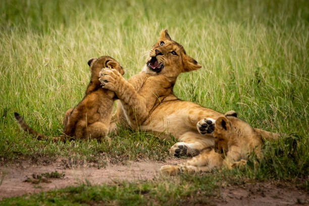 istock Lion cubs fight in grass beside another 1199615761