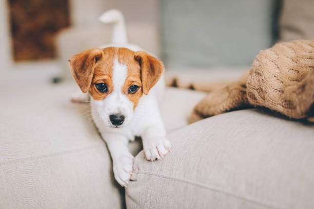 istock Adorable puppy Jack Russell Terrier playing on the sofa. 1199615793