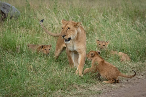 istock Lioness crossing grass with three playful cubs 1199615804