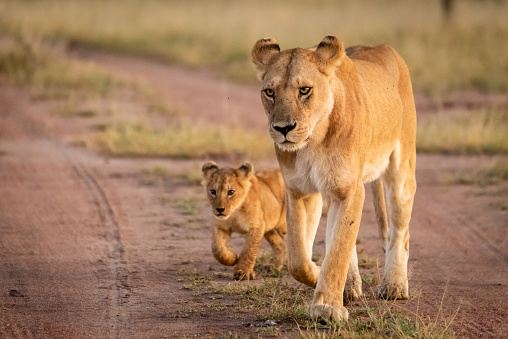 Lioness and cub walk along sandy track