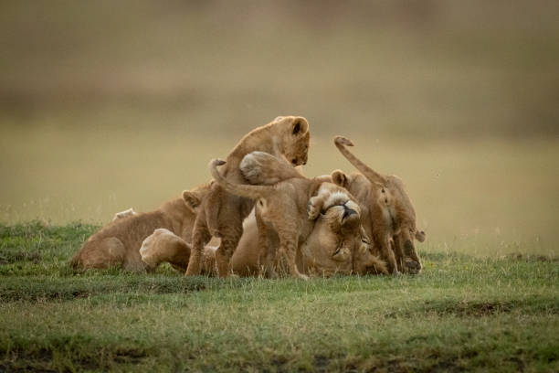 istock Lioness lies on back covered by cubs 1199615993