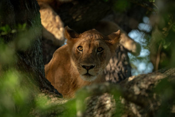 istock Lioness lies in tree looking through leaves 1199616028