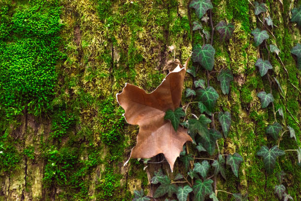 Green leaves on the moss-covered tree