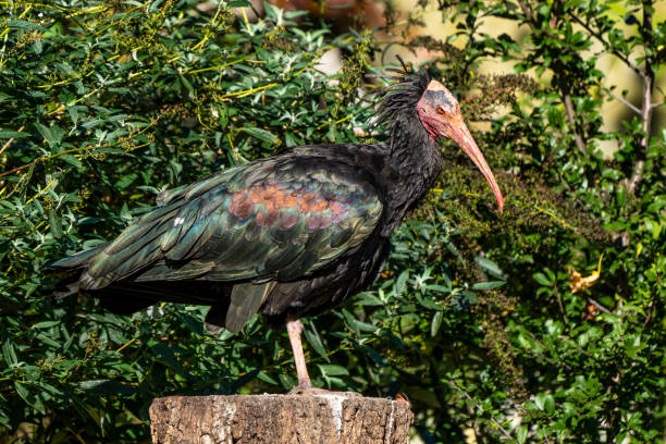 istock Northern Bald ibis, Geronticus eremita in the zoo 1199617201
