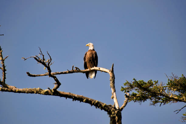 A wild parent Bald Eagle watching over the sea and the photographer. stock photo