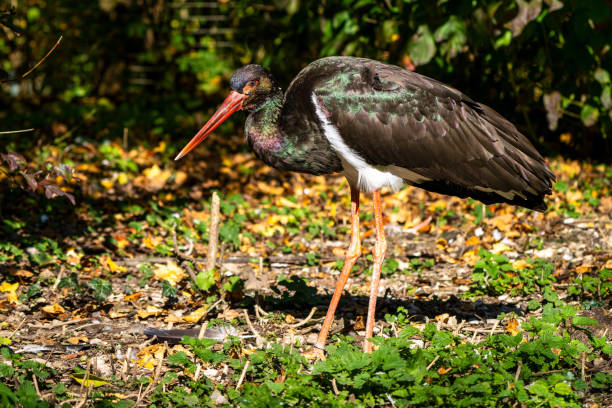 istock Black stork, Ciconia nigra in a german nature park 1199617287