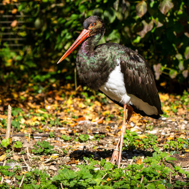 istock Black stork, Ciconia nigra in a german nature park 1199617295