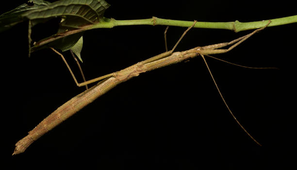 istock Biodiversity of Atlantic rainforest, Brazil. 1199617304
