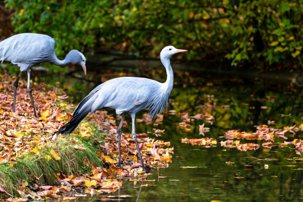 The Blue Crane, Grus paradisea, is an endangered bird specie endemic to Southern Africa. It is the national bird of South Africa