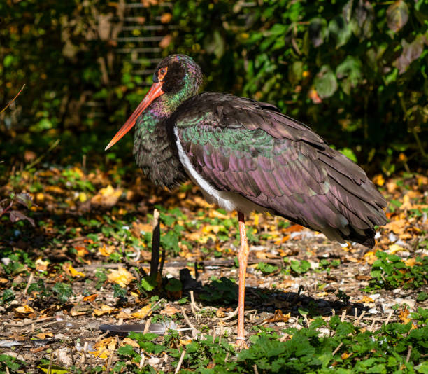 istock Black stork, Ciconia nigra in a german nature park 1199617492