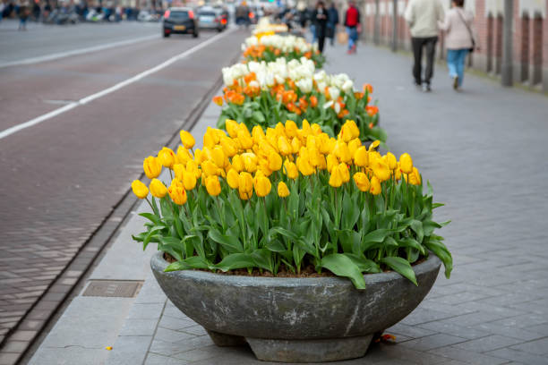 istock Yellow tulips in the street 1199617571