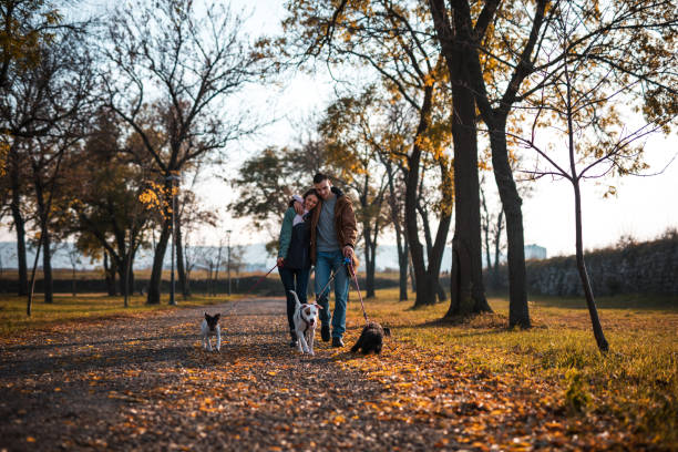 Young couple walking in public park with three dogs Young couple walking in public park with three dogs dog group of animals three animals happiness stock pictures, royalty-free photos & images