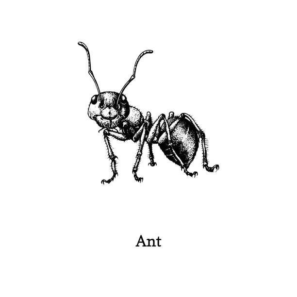 illustrations, cliparts, dessins animés et icônes de illustration de la fourmi de bois rouge. insecte dessiné dans le modèle de gravure. croquis dans le vecteur. - wood ant