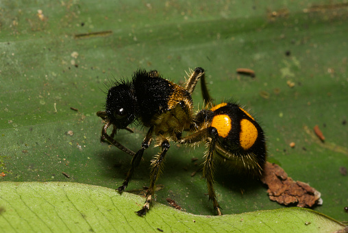 Wasp (Mutillidae) called velvet ant. Wingless females resemble large, hairy ants. Picture taken in the Caraguatatuba municipality, Sao Paulo State, southern Brazil.