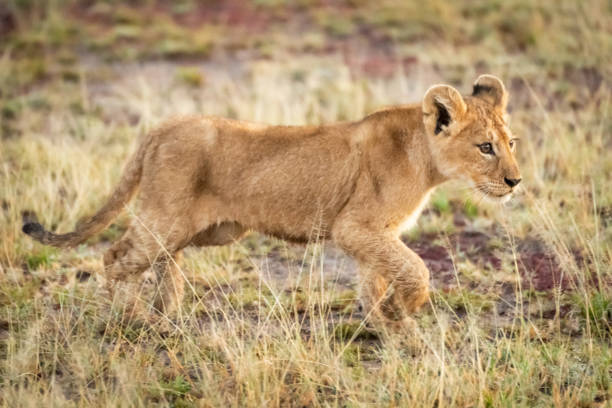 istock Lion cub walks through grass on savannah 1199620510