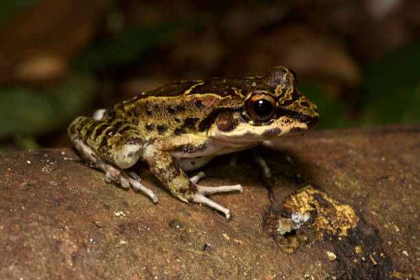 istock Biodiversity of Atlantic rainforest, Brazil. 1199620539