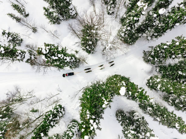 Aerial view of sledding with husky dogs in Lapland Finland. Aerial view of sledding with husky dogs in Lapland Finland. Drone photography from above dogsledding stock pictures, royalty-free photos & images