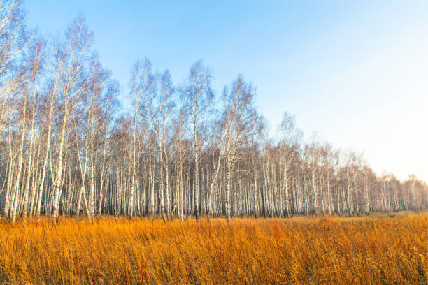 istock Birch forest in a yellow field at sunset. Autumn birch grove. 1199621200