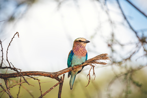 Close-up of colorful bird sitting on a tree (lilac-breasted roller) in Tarangire National Park, Tanzania.