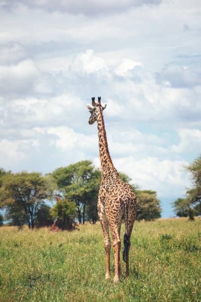 Walking giraffe in Tarangire National Park, Tanzania.