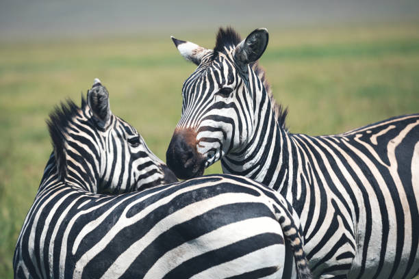 istock Zebras In Ngorongoro Crater 1199622546