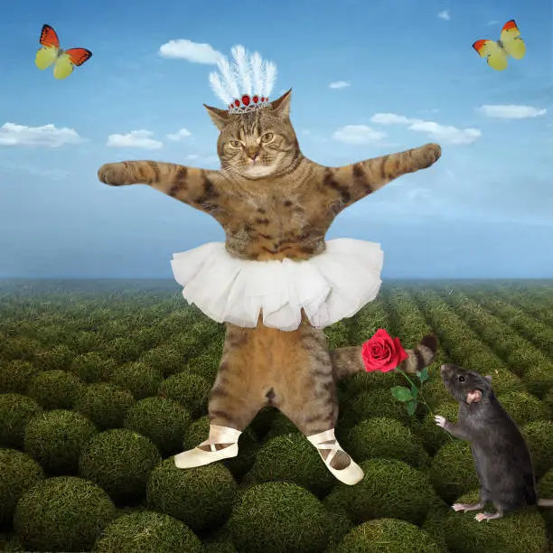 The cat ballet dancer dressed a white skirt, a diadem  and yellow pointe shoes is dancing on a green field. The black rat gives her a red rose.