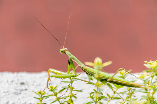 Praying Mantis On Thyme Plant