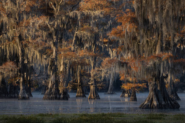 istock Swamp at Caddo Lake Texas 1199622919