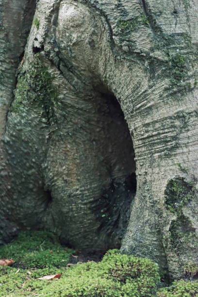 istock Close-up of old tree trunk on mossy forest ground. 1199624169