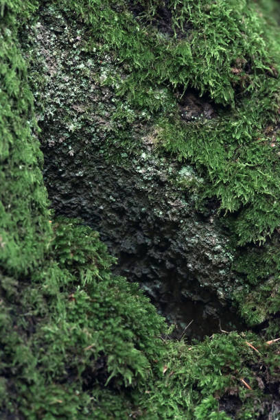 istock Tree bark covered in moss. Close-up shot. 1199624188