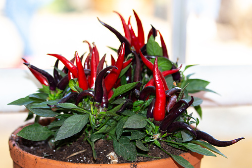 Hot chili peppers in a pot. Beautiful fresh home-grown vegetable, organic red burgundy purple chili pepper in a clay pot on the window