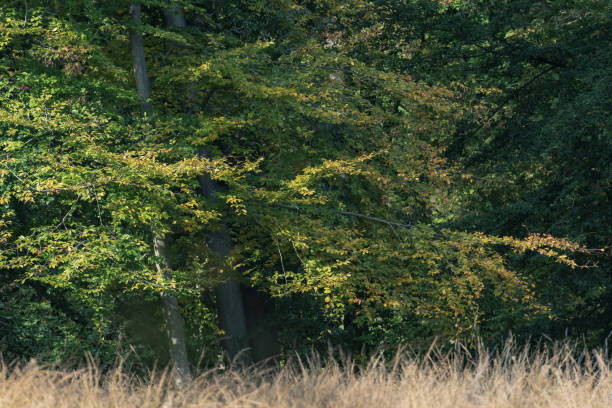 istock Trees with color changing leaves during early fall. 1199624325