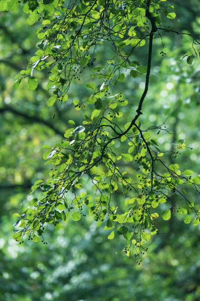 istock Branch of tree with green foliage. 1199624342