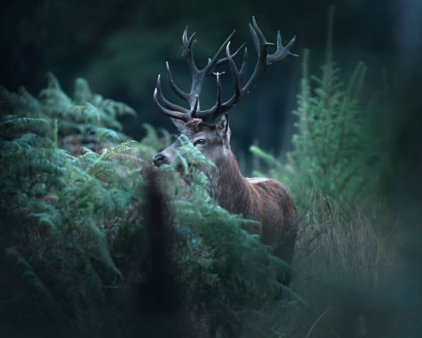 istock Red deer stag between ferns and fir trees. 1199624430