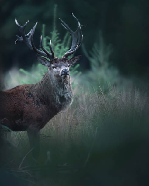 istock Red deer stag between ferns and fir trees. 1199624438