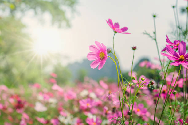 istock cosmos flower blooming in garden with sunshine 1199624558
