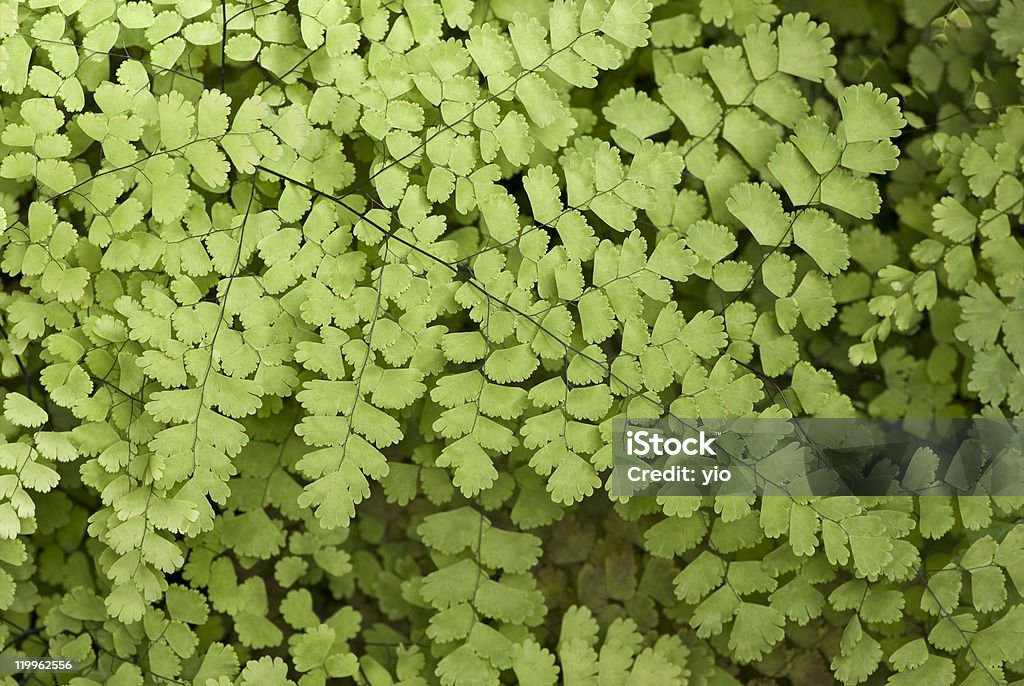 Felce Maidenhair nero - Foto stock royalty-free di Capelvenere