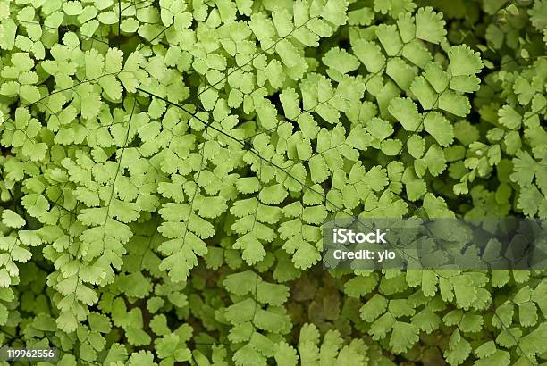 Felce Maidenhair Nero - Fotografie stock e altre immagini di Capelvenere - Capelvenere, Close-up, Composizione orizzontale