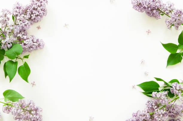 istock Lilac flowers on white background. Spring flowers. Top view, flat lay, copy space. - Image 1199625662