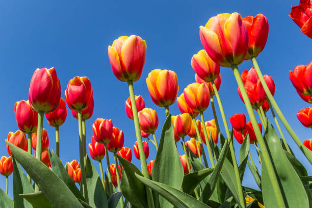 istock Yellow and red tulips against a blue sky 1199628156