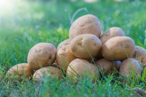 istock potatoes piled up in grass, harvest and agriculture 1199628273