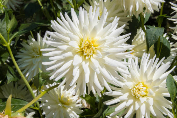 istock chrysanthemum flower open in the garden 1199628293